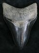 Serrated, Black Lower Megalodon Tooth - Georgia #28279-1